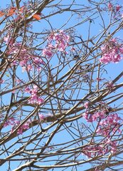 Handroanthus heptaphyllus