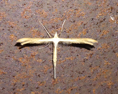 Gillmeria pallidactyla