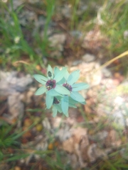 Ixia viridiflora
