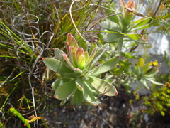 Leucospermum oleifolium