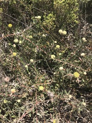 Leucospermum prostratum