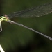 Amphipteryx jaroli - Photo 由 Alex Rebelo 所上傳的 (c) Alex Rebelo，保留部份權利CC BY-NC