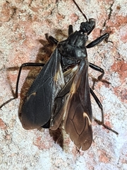 Reduviidae