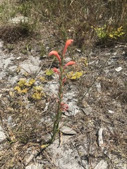 Watsonia stenosiphon