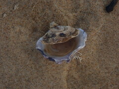 Saccostrea glomerata