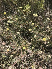 Leucospermum prostratum