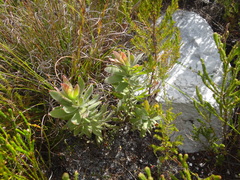 Leucospermum oleifolium
