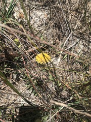 Leucospermum prostratum