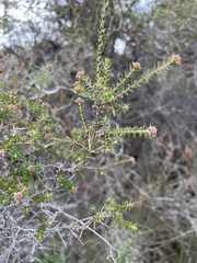 Melaleuca squamea