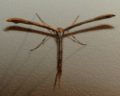 Emmelina