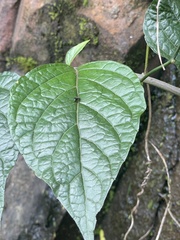 Cyrtocymura scorpioides