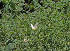 Catopsilia gorgophone