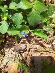 Commelina benghalensis
