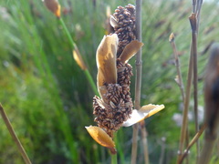 Elegia filacea