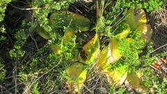Haemanthus coccineus