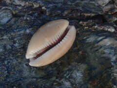 Lyncina vitellus