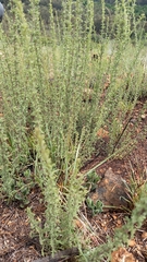 Jamesbrittenia aurantiaca