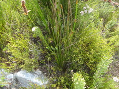 Elegia filacea