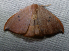 Watsonalla uncinula