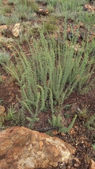 Jamesbrittenia aurantiaca