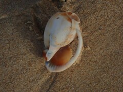Phalium bandatum