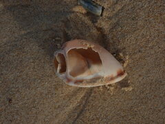 Phalium bandatum