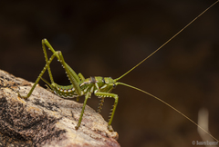 Listroscelidinae
