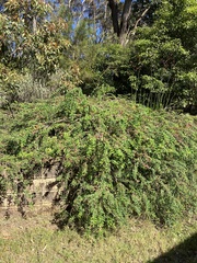 Melaleuca hypericifolia