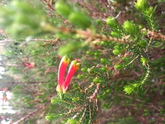 Erica unicolor