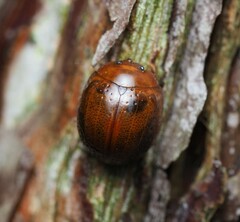 Dicranosterna semipunctata