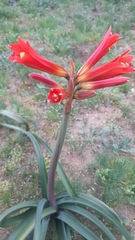 Zephyranthes phycelloides