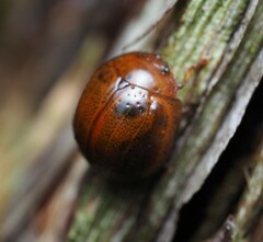Dicranosterna semipunctata