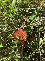 Melaleuca hypericifolia
