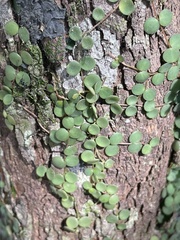 Peperomia rotundifolia