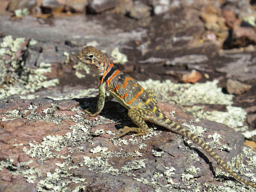 Eastern Collared Lizard