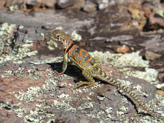 Collared Lizard photo 4