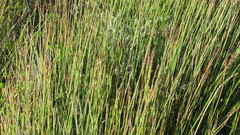 Elegia tectorum