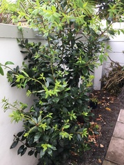 Laurus nobilis
