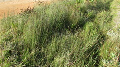 Elegia tectorum