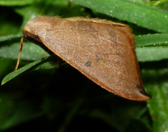 Watsonalla uncinula