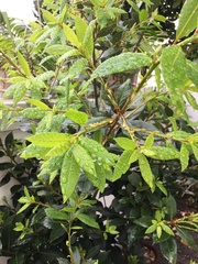 Laurus nobilis