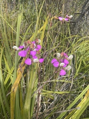 Polygala bracteolata