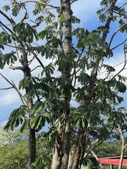 Cecropia pachystachya