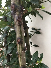 Laurus nobilis
