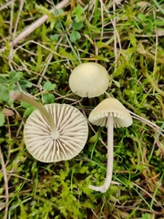 Mycena chlorantha