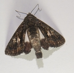 Aedia leucomelas