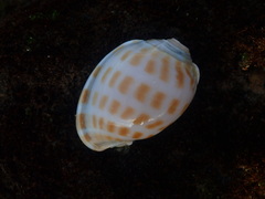 Phalium areola