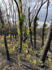 Eucalyptus amygdalina