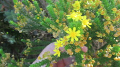 Euryops virgineus