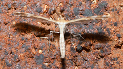Stangeia xerodes
